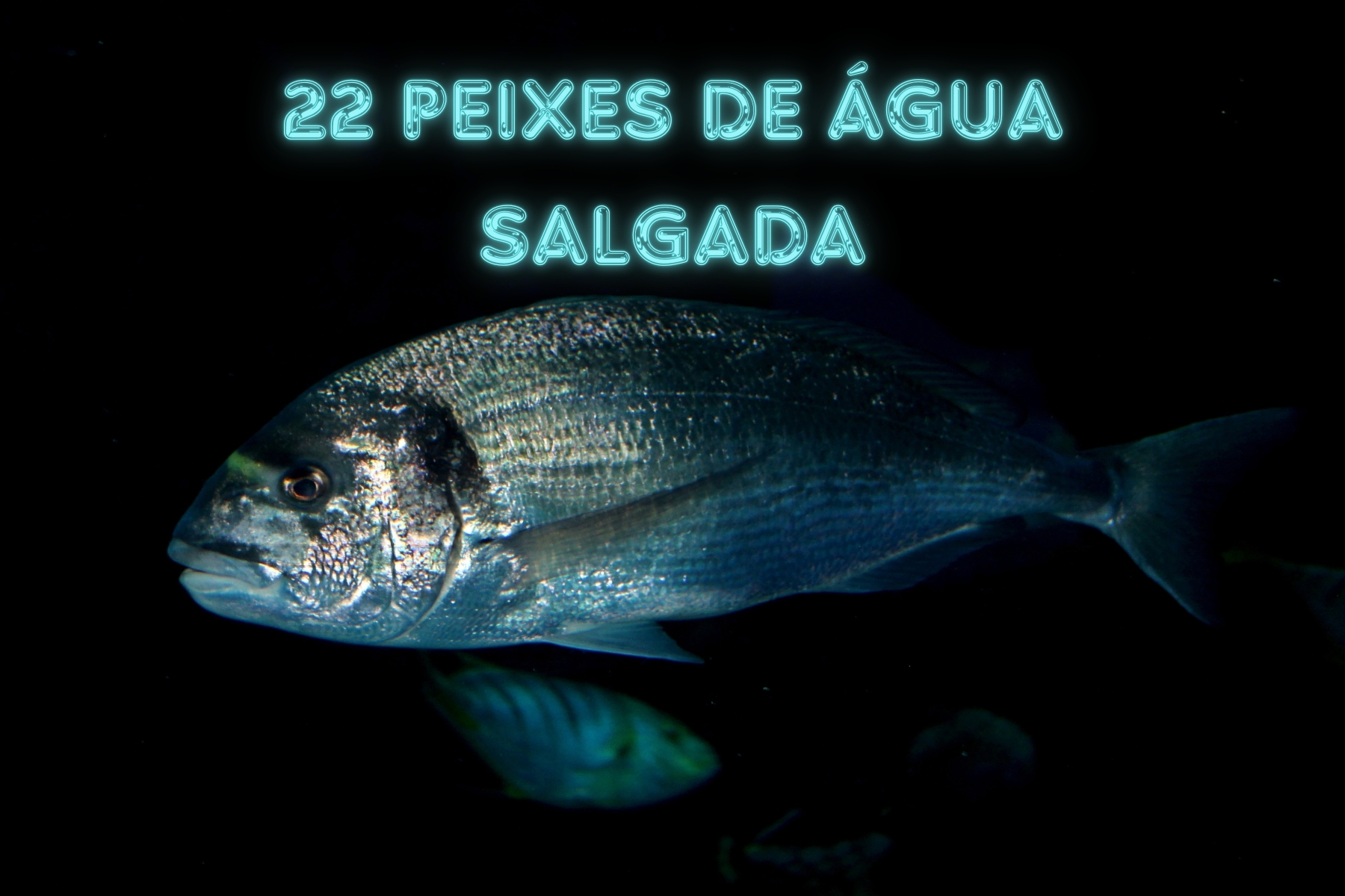 Descubra os 22 principais peixes de água salgada no Brasil, onde encontrá-los e as melhores iscas para cada espécie.