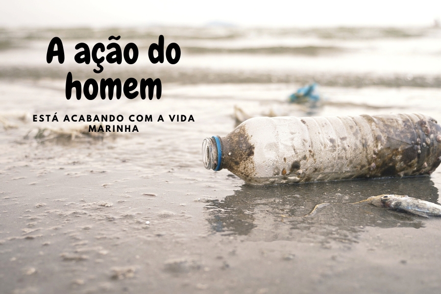 5 fatores demonstram que a ação humana está destruindo a vida marinha e o que podemos fazer para reverter essa situação.