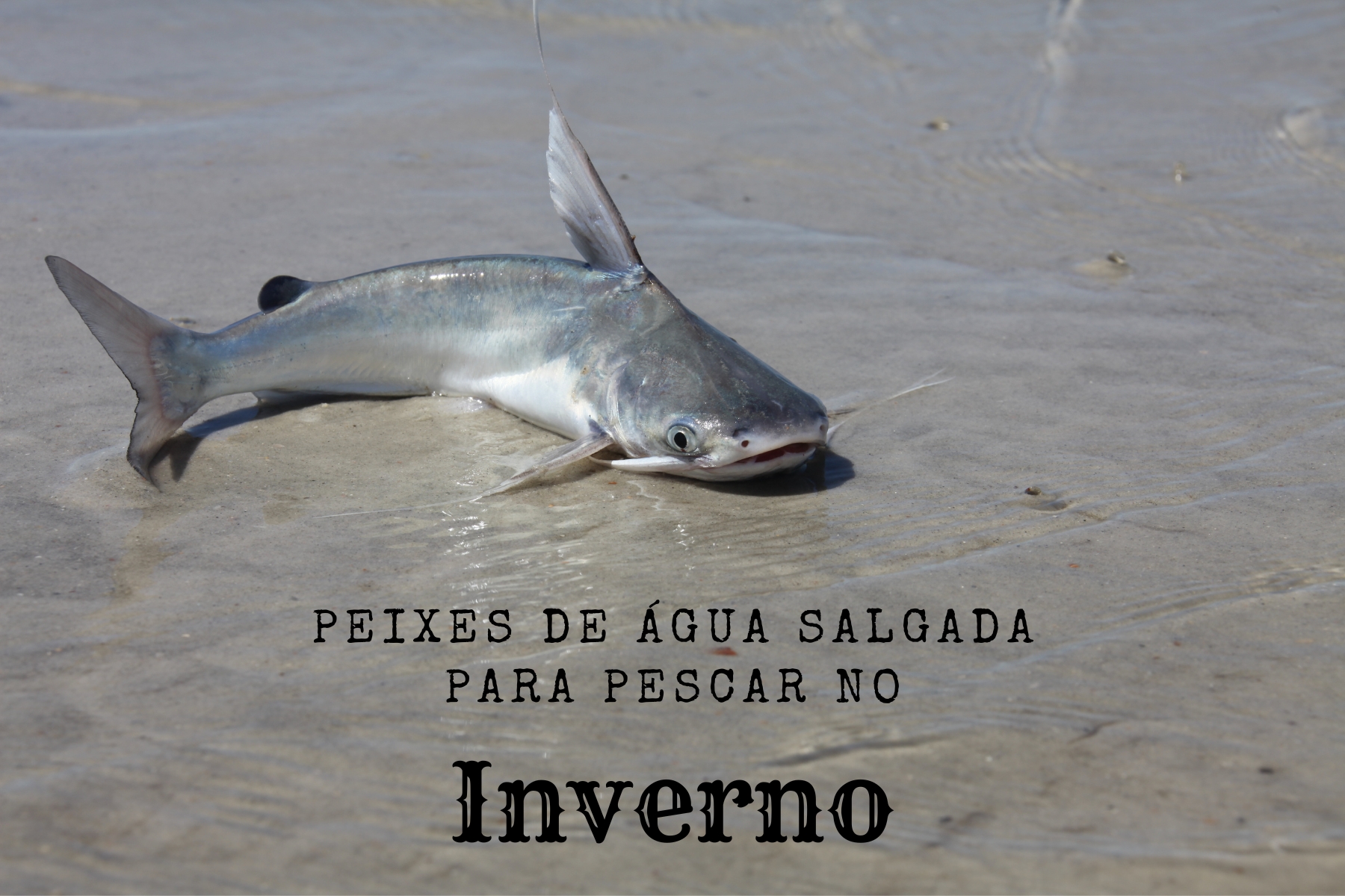 Descubra as melhores espécies de peixes de água salgada para pescar no inverno no Sul e Sudeste do Brasil, com dicas e técnicas eficientes.